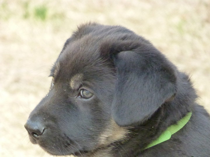 chinook dog